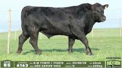 lote 85 - 6163