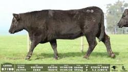 lote 87/88 - 2364 2579TE