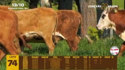 10 VACAS BRAFORD C/CRIA E PRENHAS