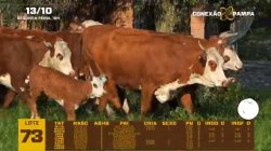 10 VACAS BRAFORD C/CRIA E PRENHAS