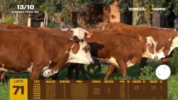 07 VACAS BRAFORD C/CRIA E PRENHAS