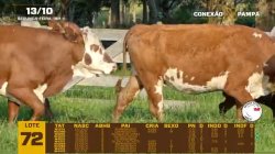 10 VACAS BRAFORD C/CRIA E PRENHAS