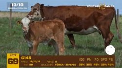 01 VACA BRAFORD C/CRIA E PRENHA
