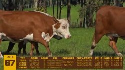 04 VACAS BRAFORD PRENHAS