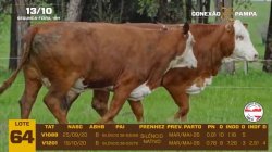 02 VACAS BRAFORD PRENHAS