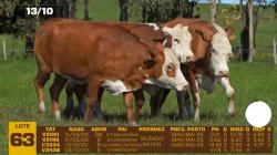 04 VACAS BRAFORD PRENHAS