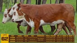 03 VACAS BRAFORD PRENHAS
