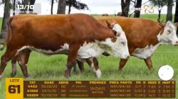 03 VACAS BRAFORD PRENHAS
