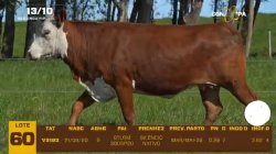 01 VACA BRAFORD PRENHA