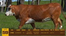 01 VACA BRAFORD PRENHA