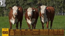 03 VACAS BRAFORD PRENHAS