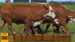 04 VACAS BRAFORD PRENHAS