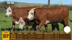 03 VACAS BRAFORD PRENHAS