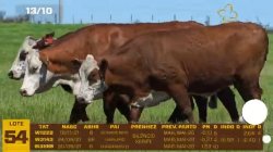03 VACAS BRAFORD PRENHAS