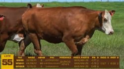 03 VACAS BRAFORD PRENHAS