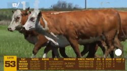 04 VACAS BRAFORD PRENHAS