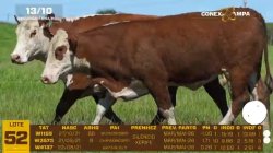 03 VACAS BRAFORD PRENHAS