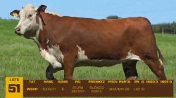 01 VACA BRAFORD PRENHA