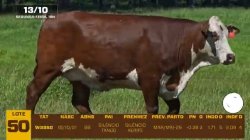 01 VACA BRAFORD PRENHA