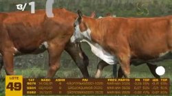 03 VACAS BRAFORD PRENHAS