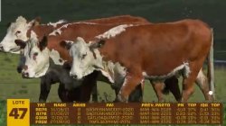 04 VACAS BRAFORD PRENHAS