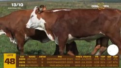 03 VACAS BRAFORD PRENHAS