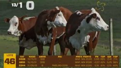 03 VACAS BRAFORD PRENHAS