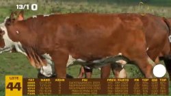05 VACAS BRAFORD PRENHAS
