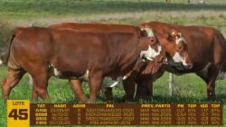 04 VACAS BRAFORD PRENHAS