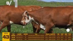 03 VACAS BRAFORD PRENHAS