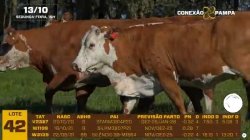03 VACAS BRAFORD PRENHAS