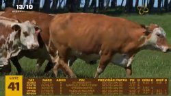05 VACAS BRAFORD PRENHAS