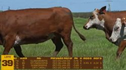 04 VACAS BRAFORD PRENHAS