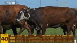 04 VACAS BRAFORD PRENHAS