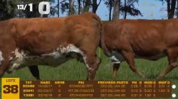 03 VACAS BRAFORD PRENHAS