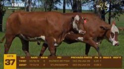 02 VACAS BRAFORD PRENHAS