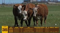 03 VACAS BRAFORD PRENHAS
