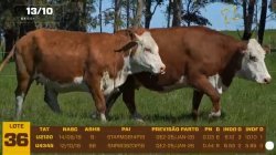 02 VACAS BRAFORD PRENHAS
