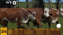 04 VACAS BRAFORD PRENHAS