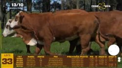 05 VACAS BRAFORD PRENHAS