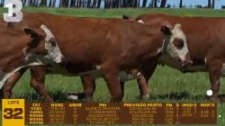 05 VACAS BRAFORD PRENHAS