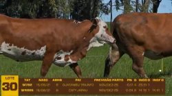 02 VACAS BRAFORD PRENHAS