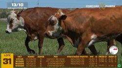 04 VACAS BRAFORD PRENHAS