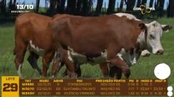 03 VACAS BRAFORD PRENHAS