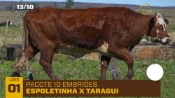 PACOTE 10 EMBRIOES