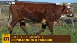 PACOTE 10 EMBRIOES