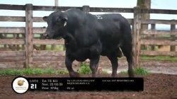 tat TE B55