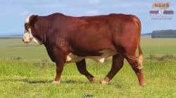 lote 6 - F015