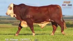 lote 7 - F012