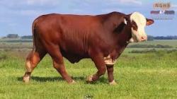 lote 8 - F005
